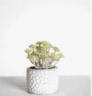 potted succulent - Ballyhoo Boutique and Gift