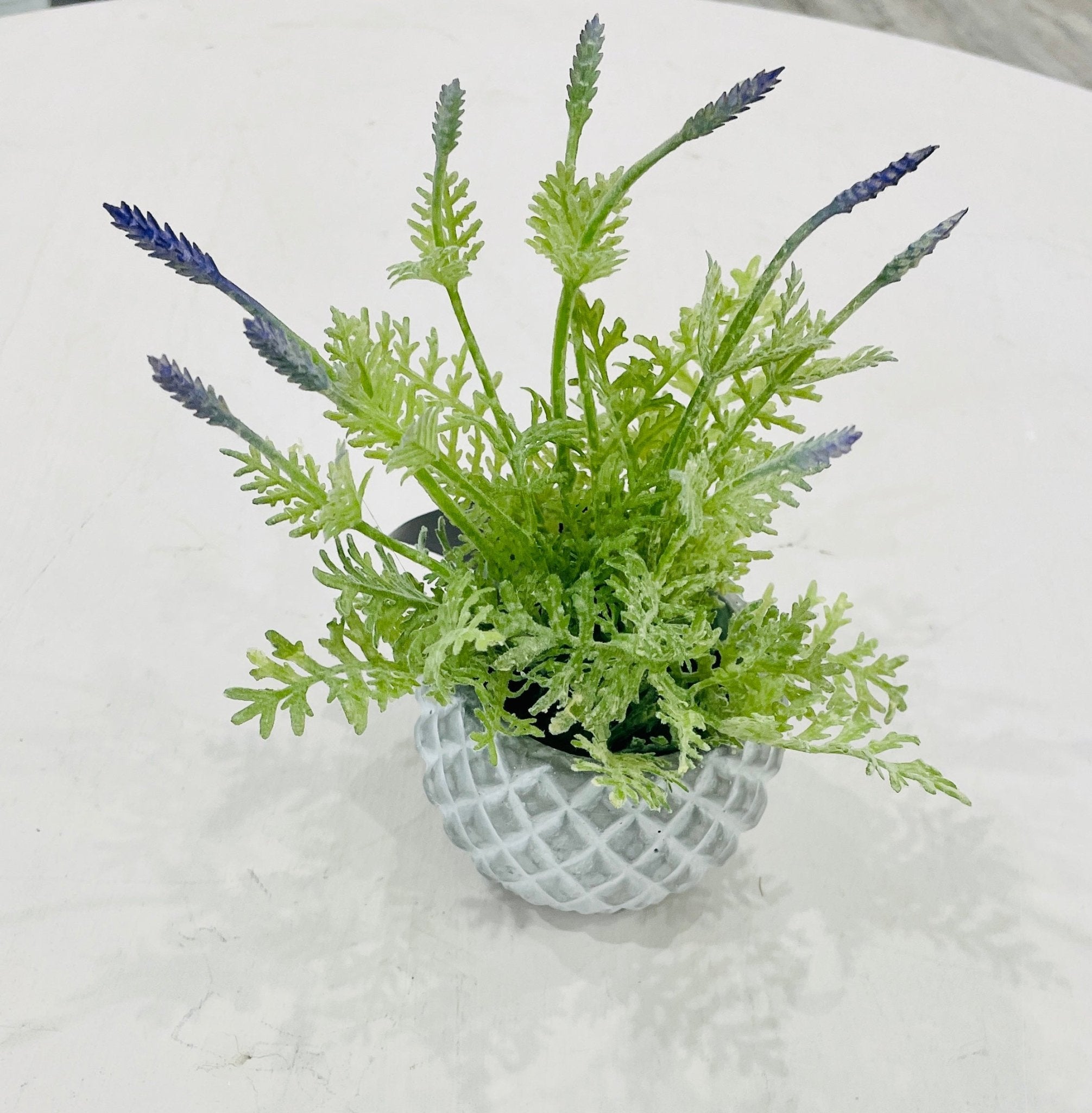 Baby Lavender In Pot - Ballyhoo Boutique and Gift