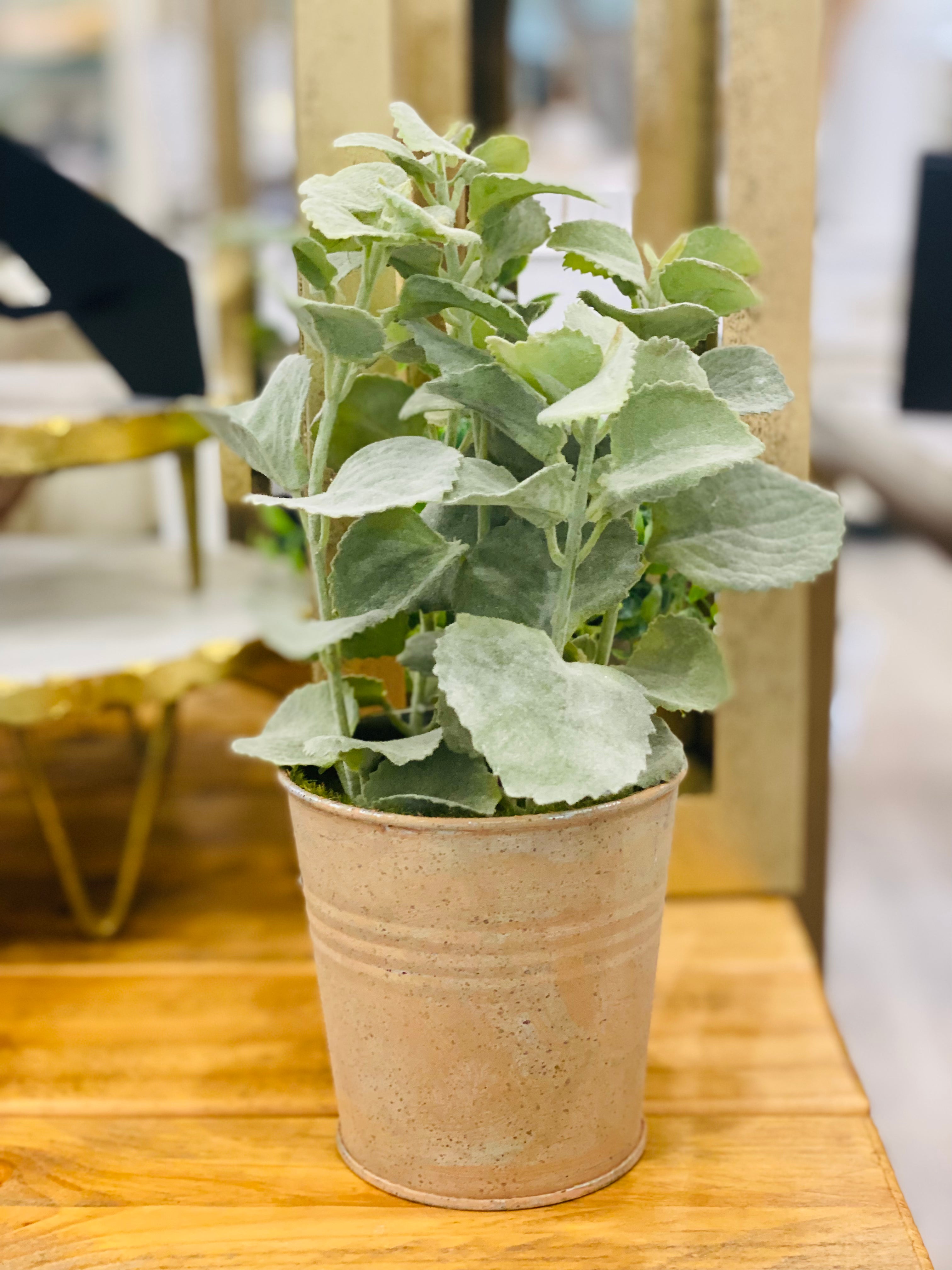 potted greenery