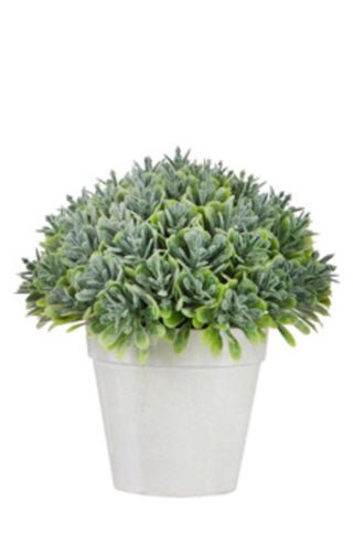 Small Potted Boxwood - Ballyhoo Boutique and Gift